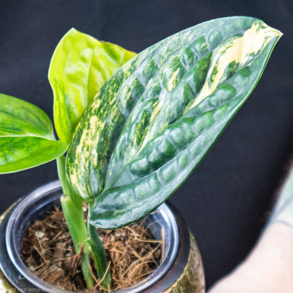 Monstera Peru Variegated Sun, Water, and Light