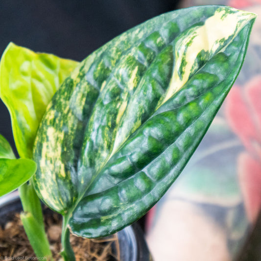 Monstera Peru Variegated Care