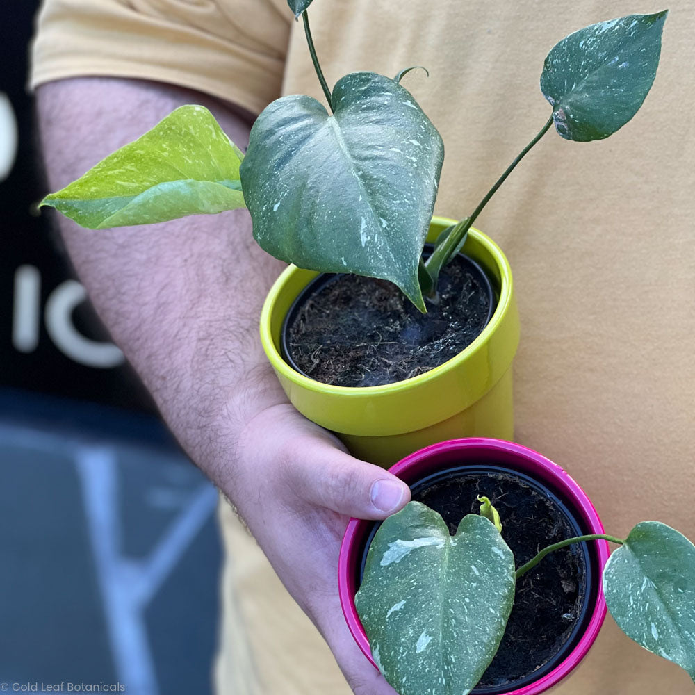 Monstera Thai Constellation