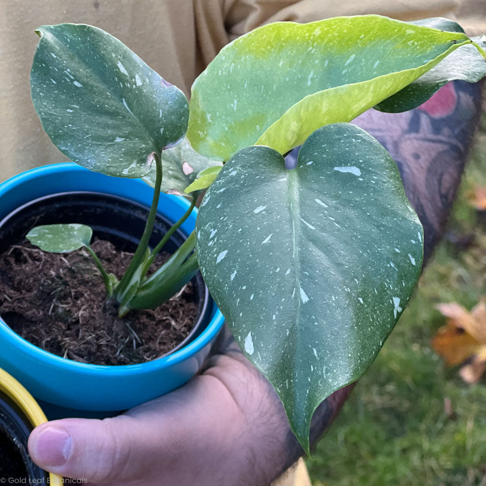 Monstera Thai Constellation