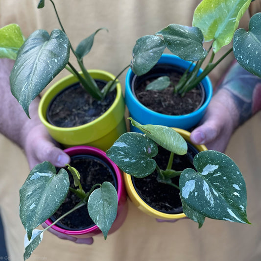 Monstera Thai Constellation