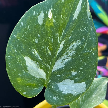 Monstera Thai Constellation