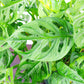 Buy Monstera Adansonii Wide Mouth For Sale Ontario Canada
