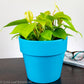 Neon Heart Leaf Philodendron Care