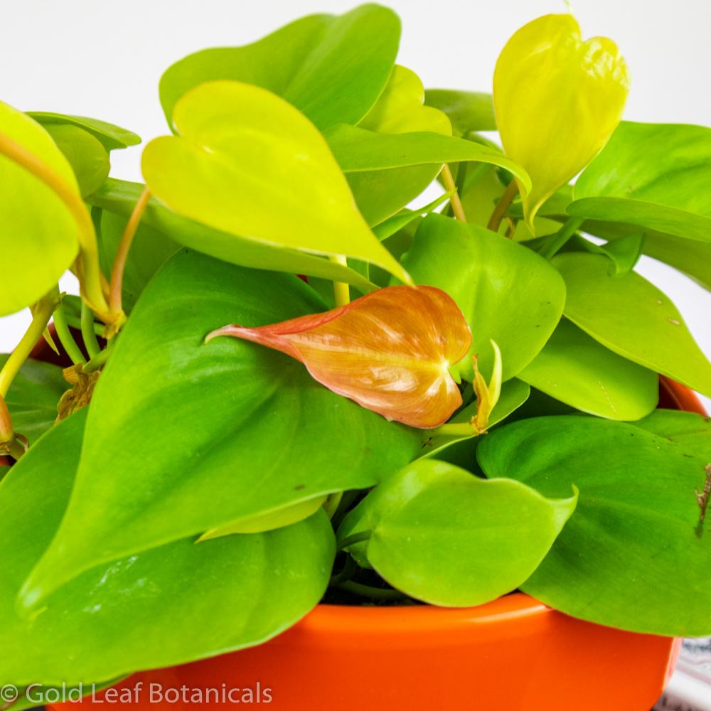Buy Neon Heart Leaf Philodendron Ontario Canada