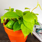 Neon Heart Leaf Philodendron Water