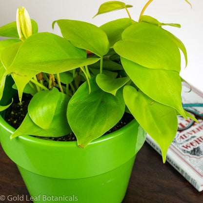 Neon Heart Leaf Philodendron Sun