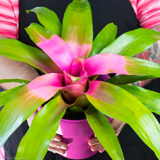 Neoregelia Cotton Candy Bromeliad Care