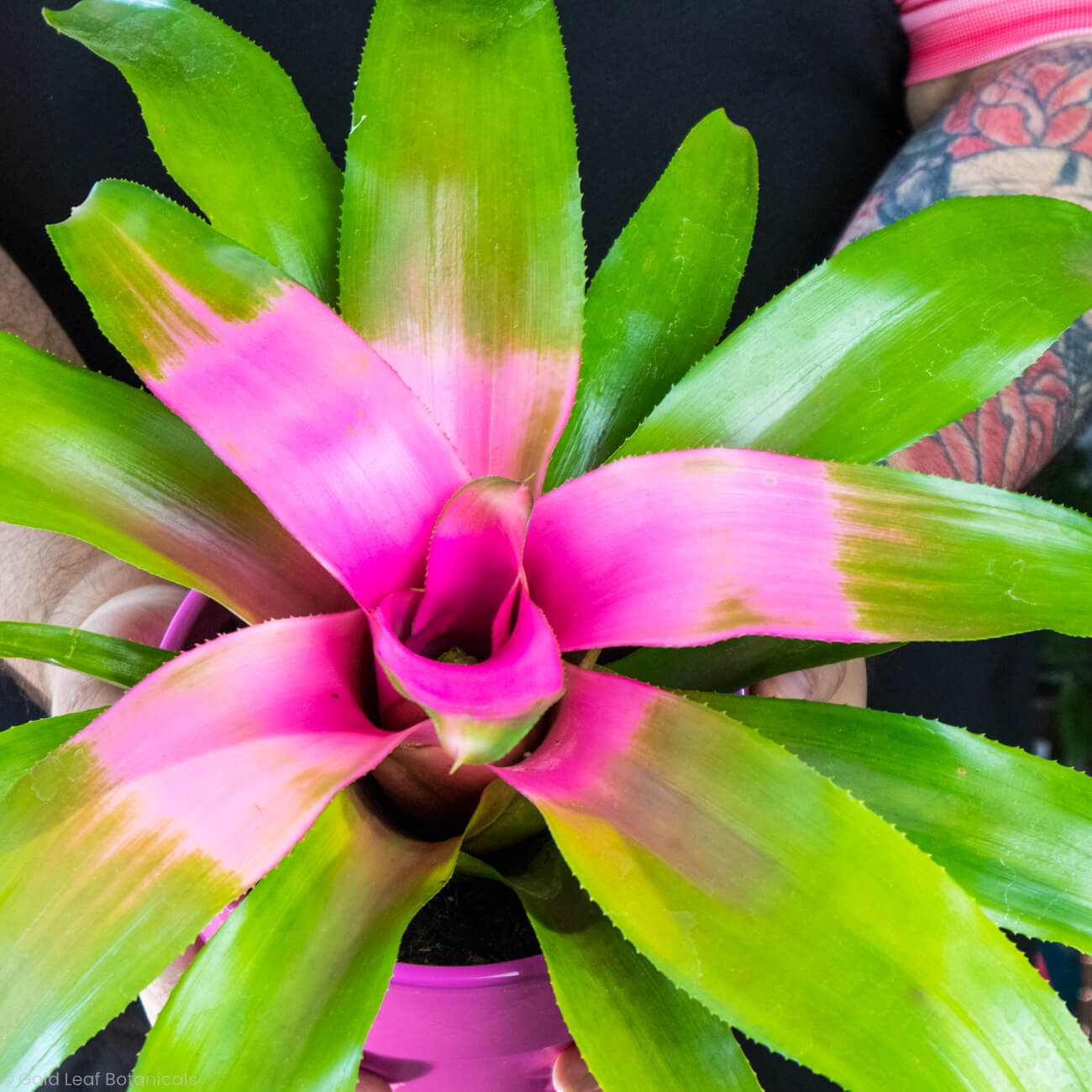 Neoregelia Cotton Candy Bromeliad Water