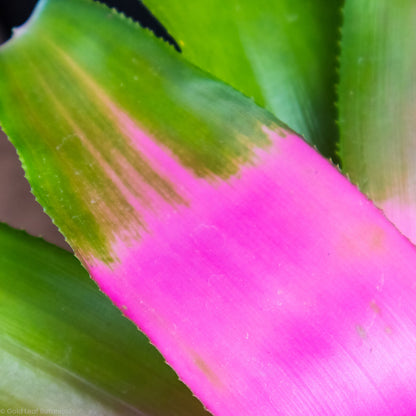 Neoregelia Cotton Candy Bromeliad