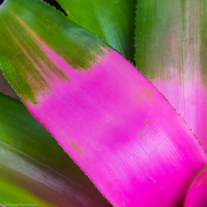 Neoregelia Cotton Candy Bromeliad Sunlight