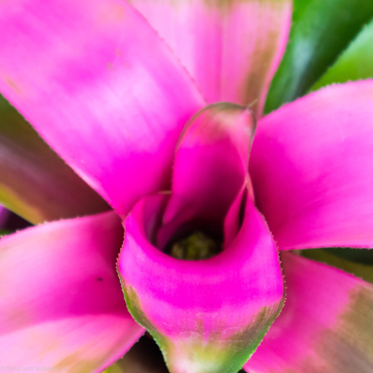 Neoregelia Cotton Candy Bromeliad Care