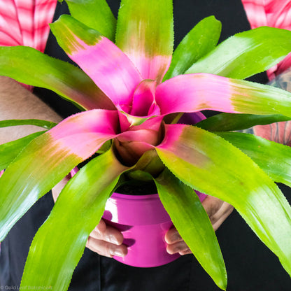 Neoregelia Cotton Candy Bromeliad Care