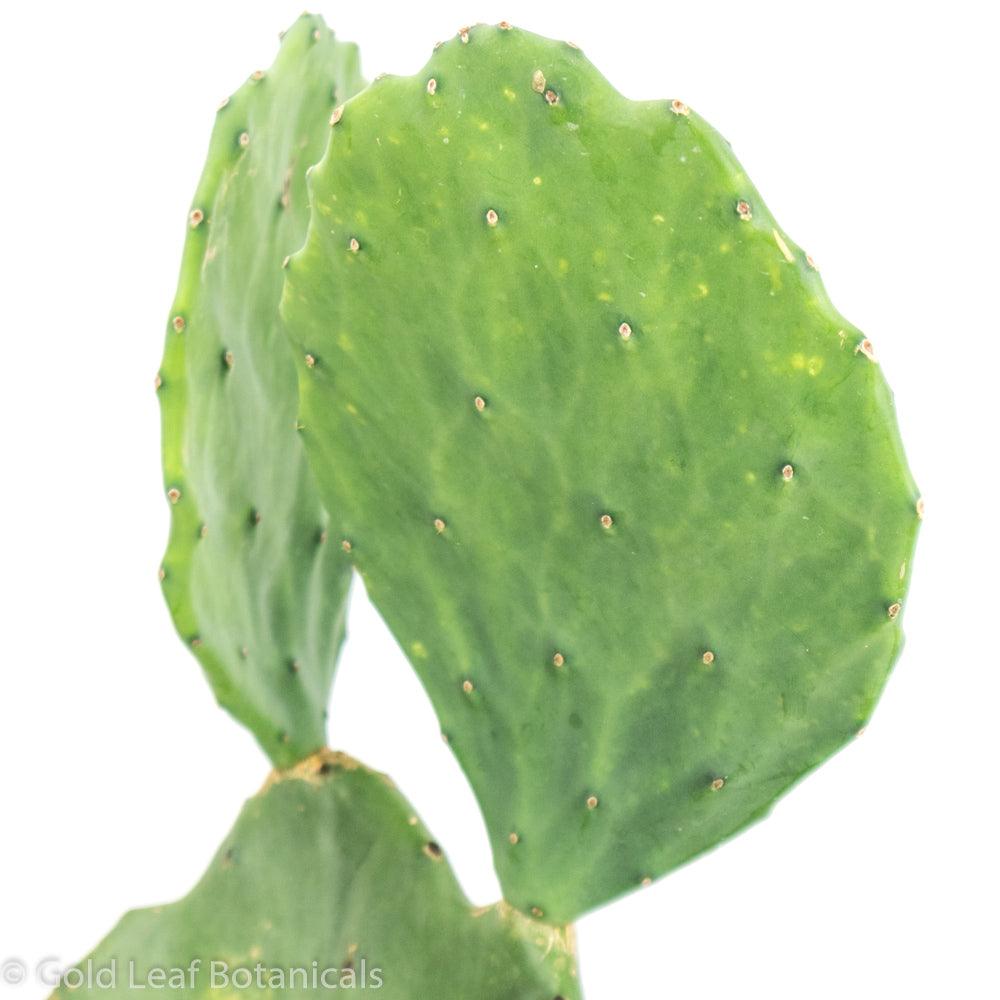 Opuntia (Prickly Pear) - Gold Leaf Botanicals