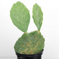 Opuntia (Prickly Pear) - Gold Leaf Botanicals