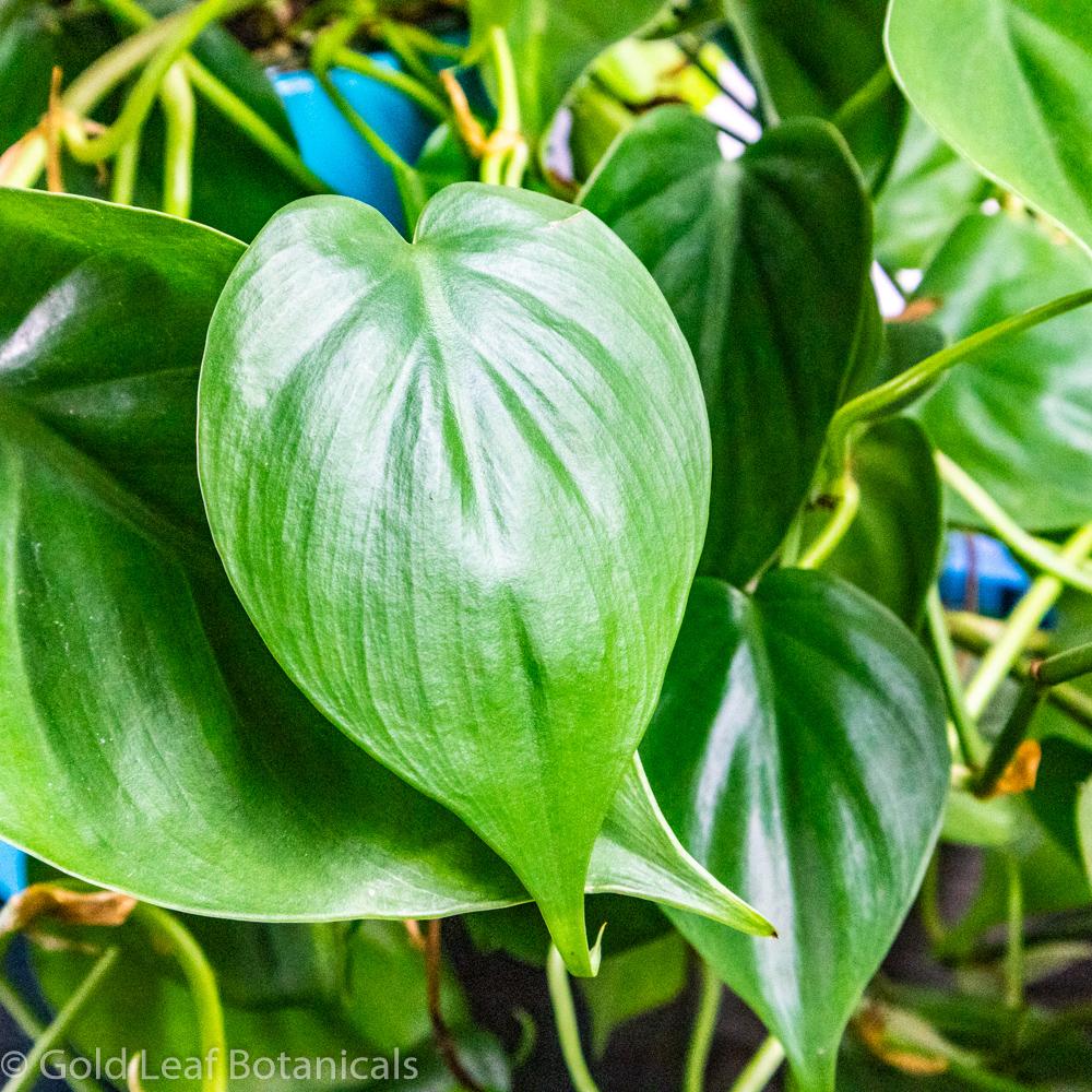 Sweetheart Philodendron Cordatum - Gold Leaf Botanicals