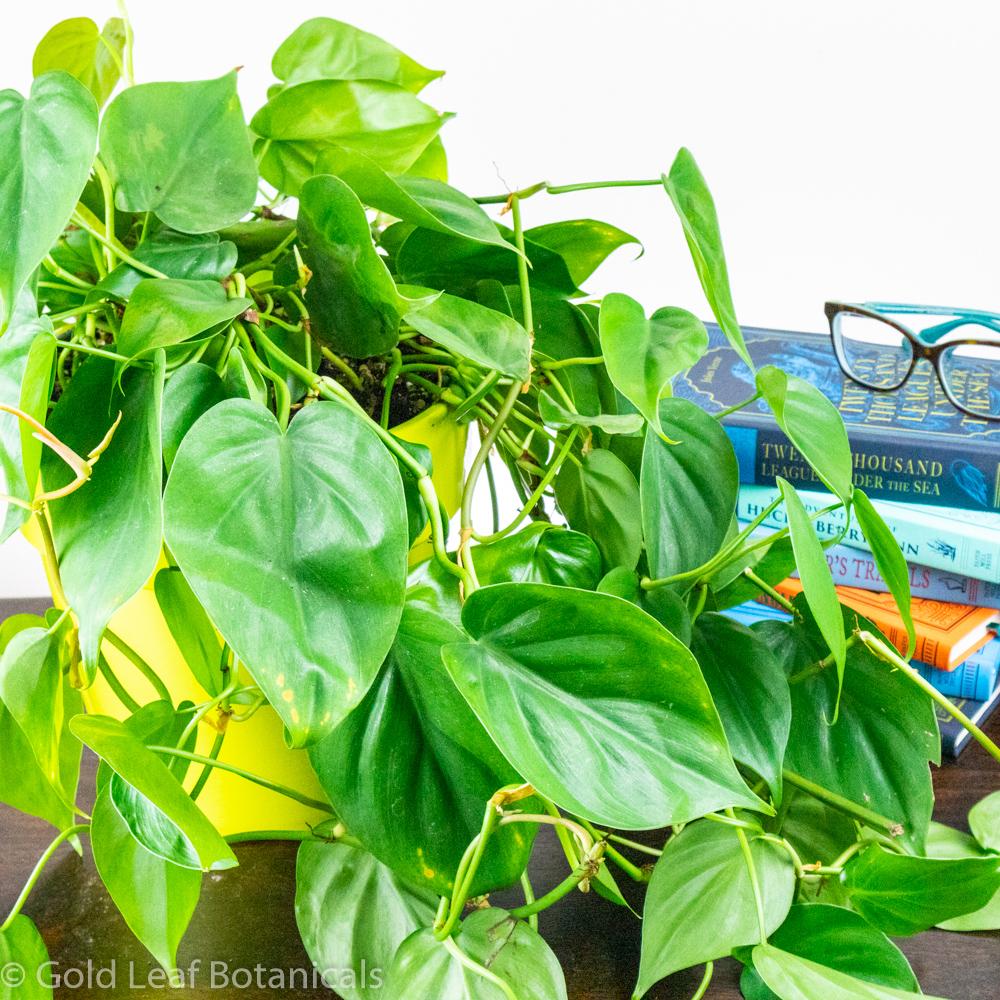 Sweetheart Philodendron Cordatum - Gold Leaf Botanicals