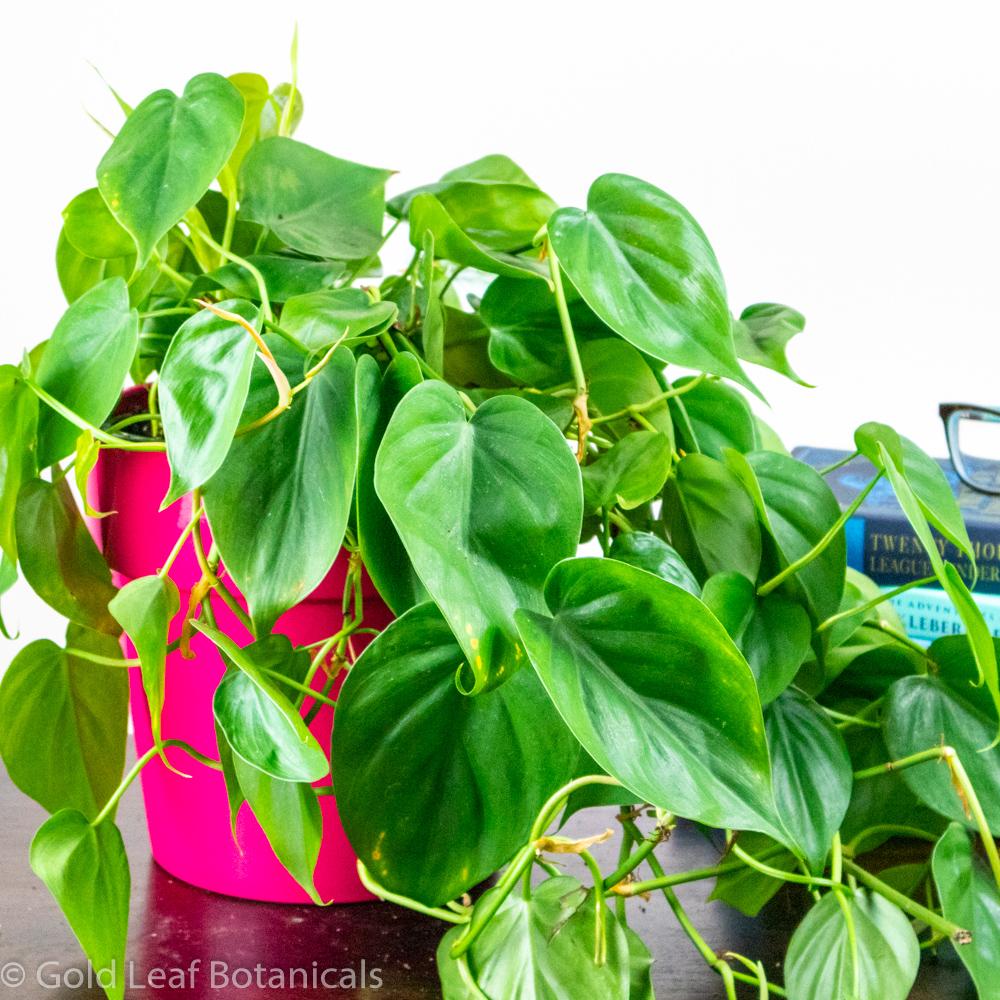 Sweetheart Philodendron Cordatum - Gold Leaf Botanicals