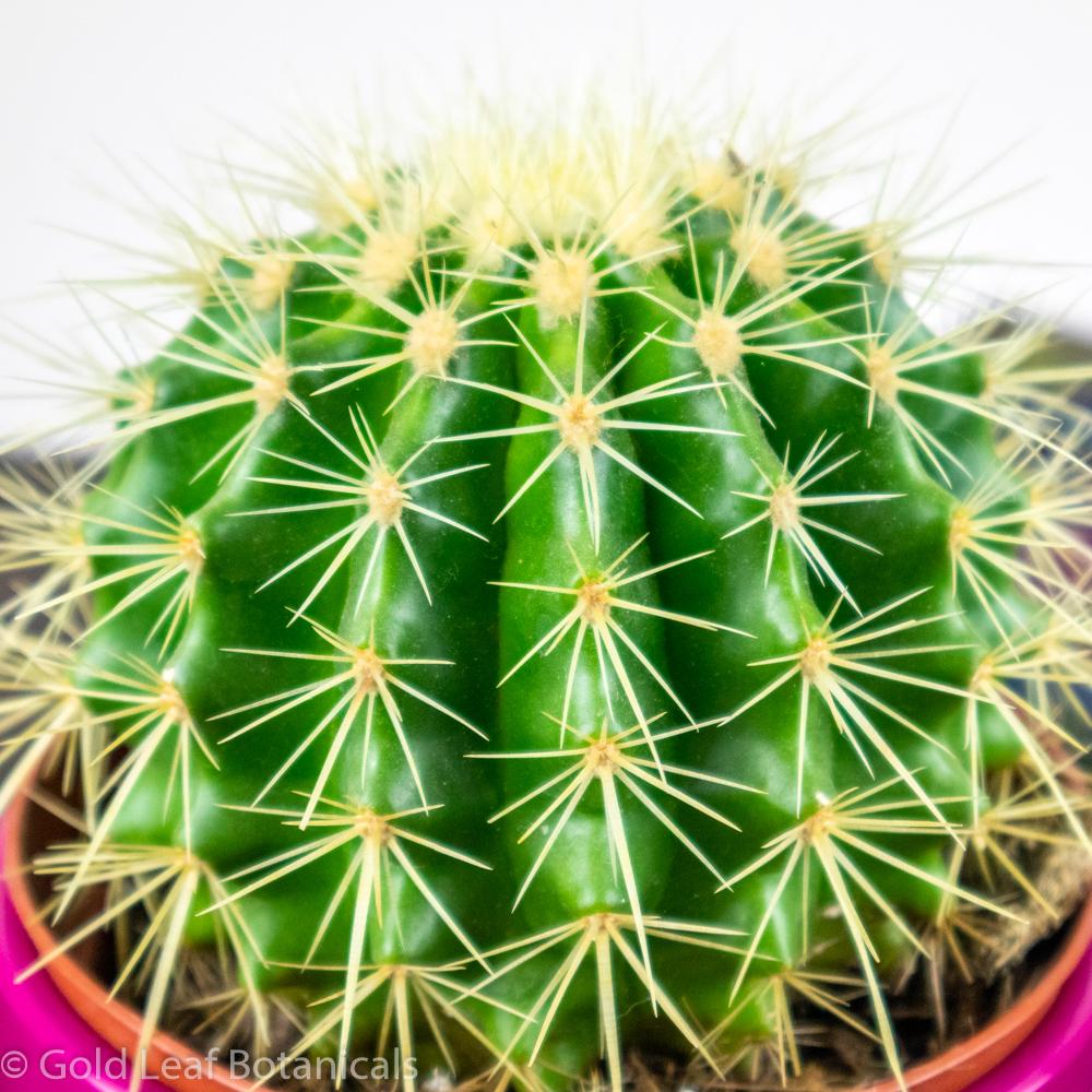 Ball Cactus - Gold Leaf Botanicals