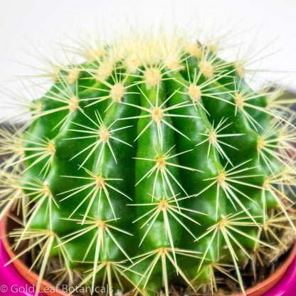 Ball Cactus - Gold Leaf Botanicals