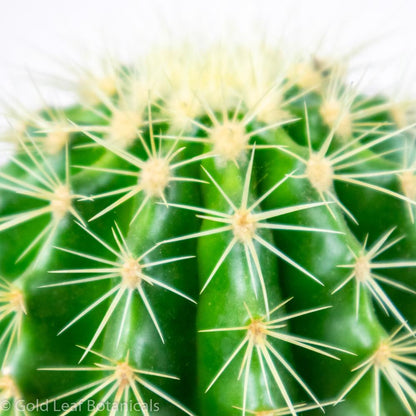 Ball Cactus - Gold Leaf Botanicals