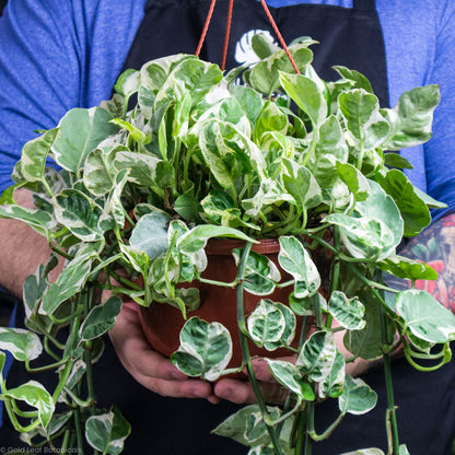 Pearls and Jade Pothos (Epipremnum Aureum)