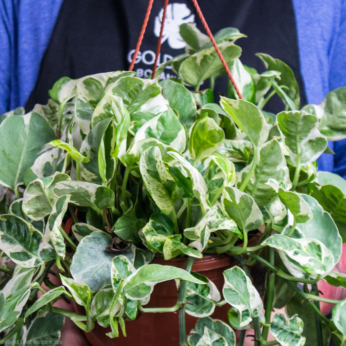 Pearls and Jade Pothos (Epipremnum Aureum)