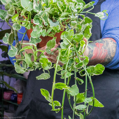 pearls and jade pothos for sale Pearls and Jade Pothos (Epipremnum Aureum) Care