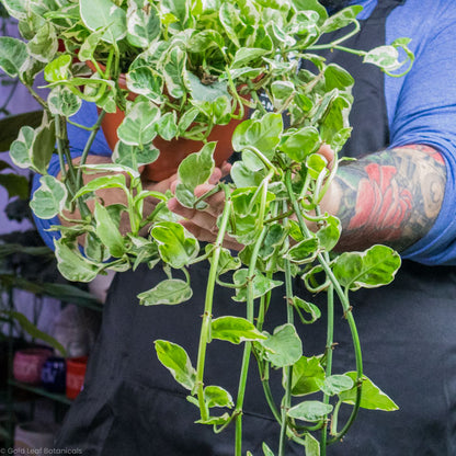 Pearls and Jade Pothos (Epipremnum Aureum)