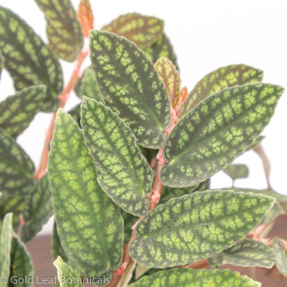 Pellionia Pulchra - Gold Leaf Botanicals