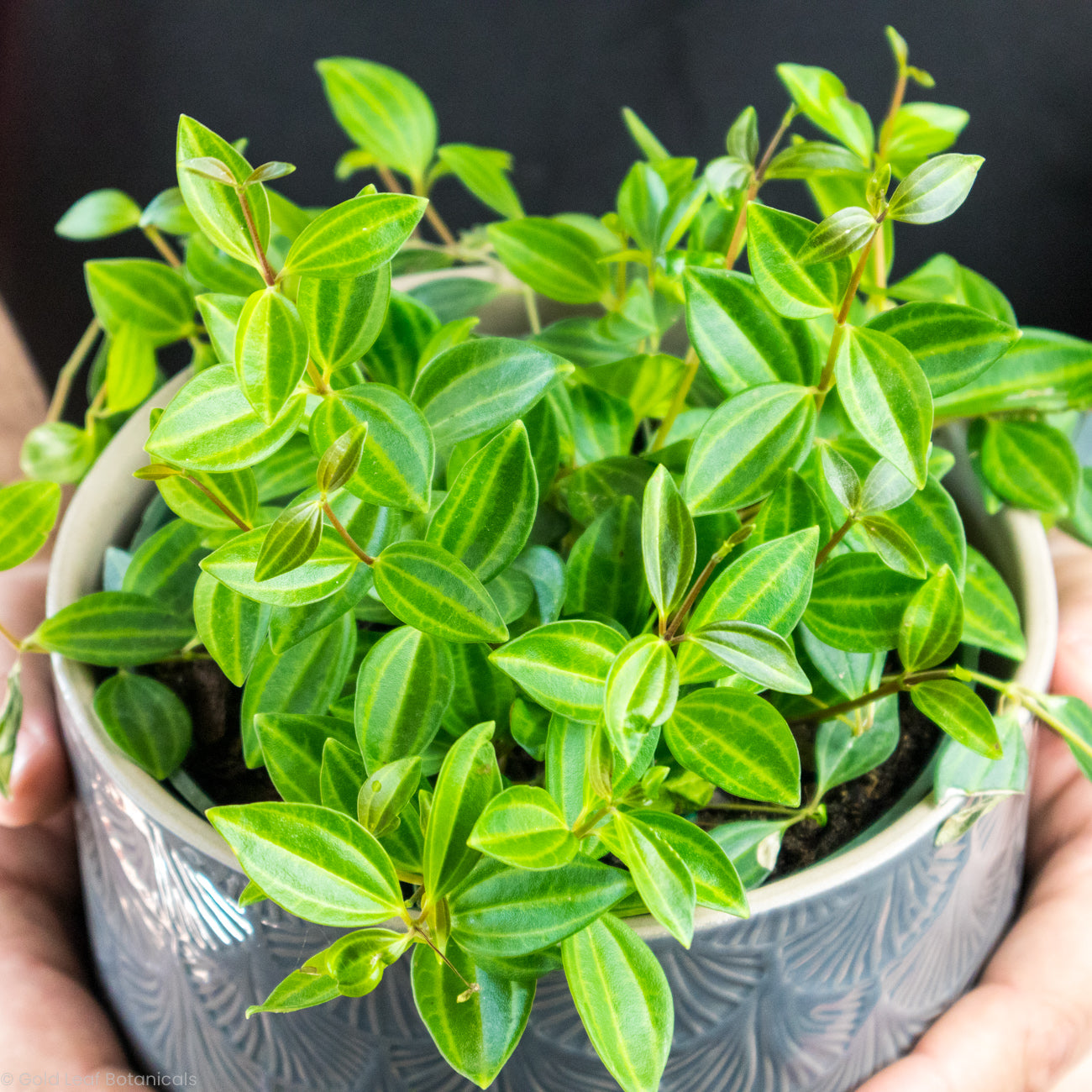 Peperomia Beetle