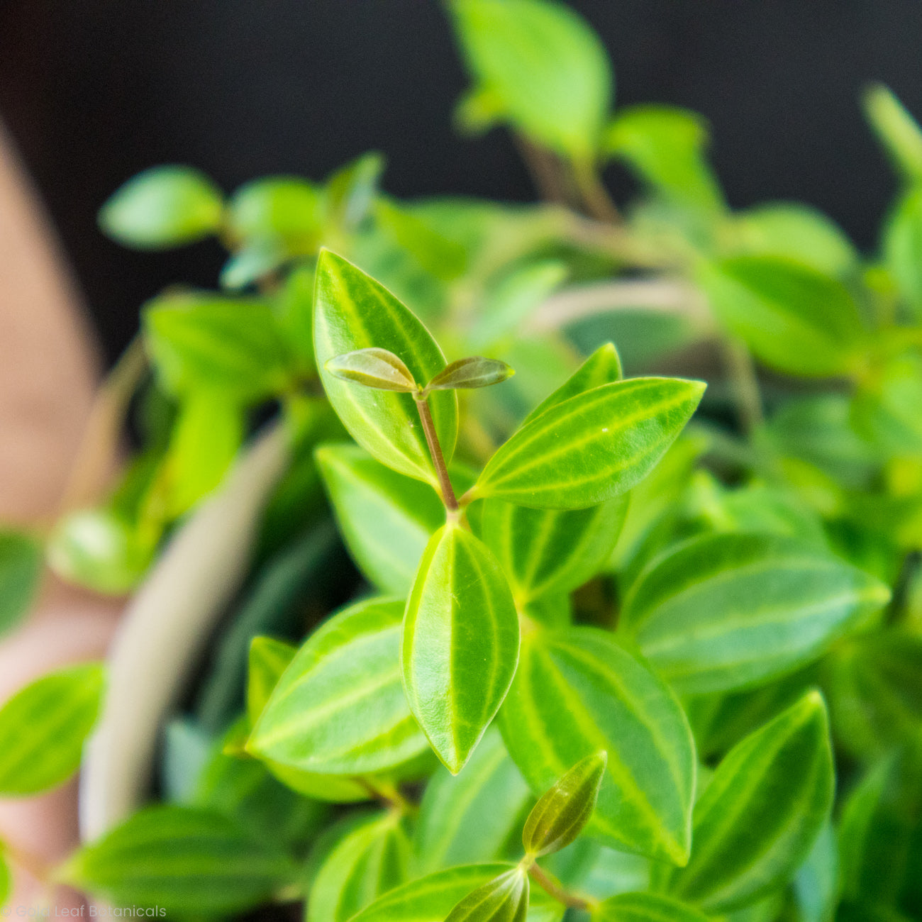 Peperomia Beetle