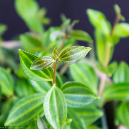 Peperomia Beetle