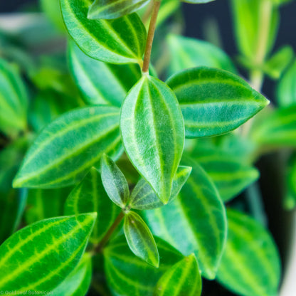 Peperomia Beetle