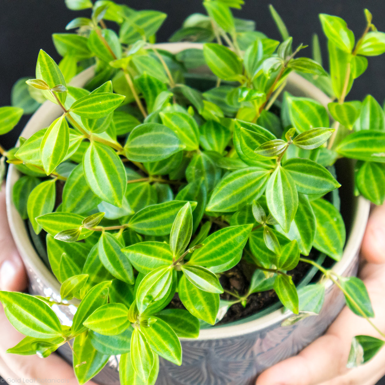 Peperomia Beetle