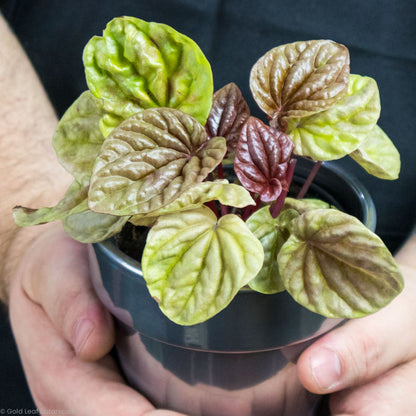 Peperomia Caperata Quito