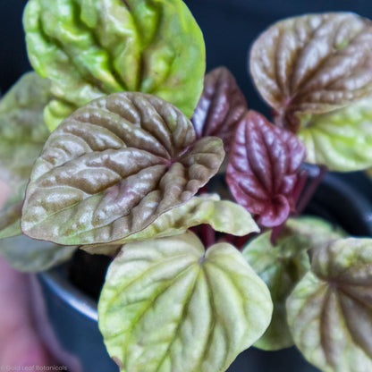 Peperomia Caperata Quito