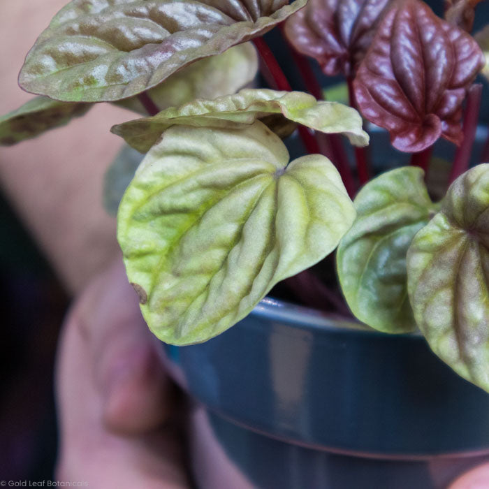 Peperomia Caperata Quito