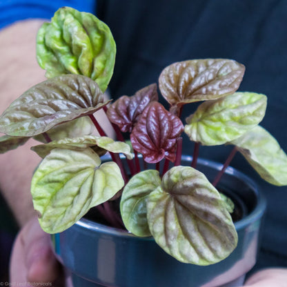 Peperomia Caperata Quito