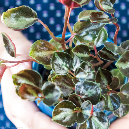 Peperomia Metallica Buy Canada