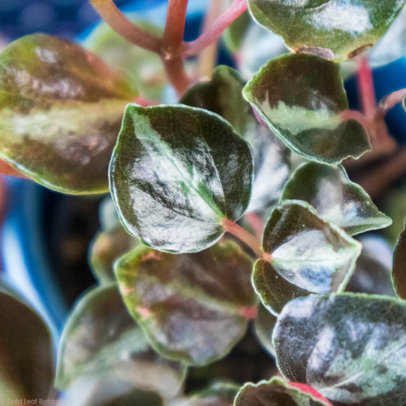 Peperomia Metallica Care - Sun, Water, Soil & Humidity Needs – Gold ...