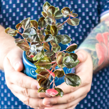 Peperomia Metallica Care