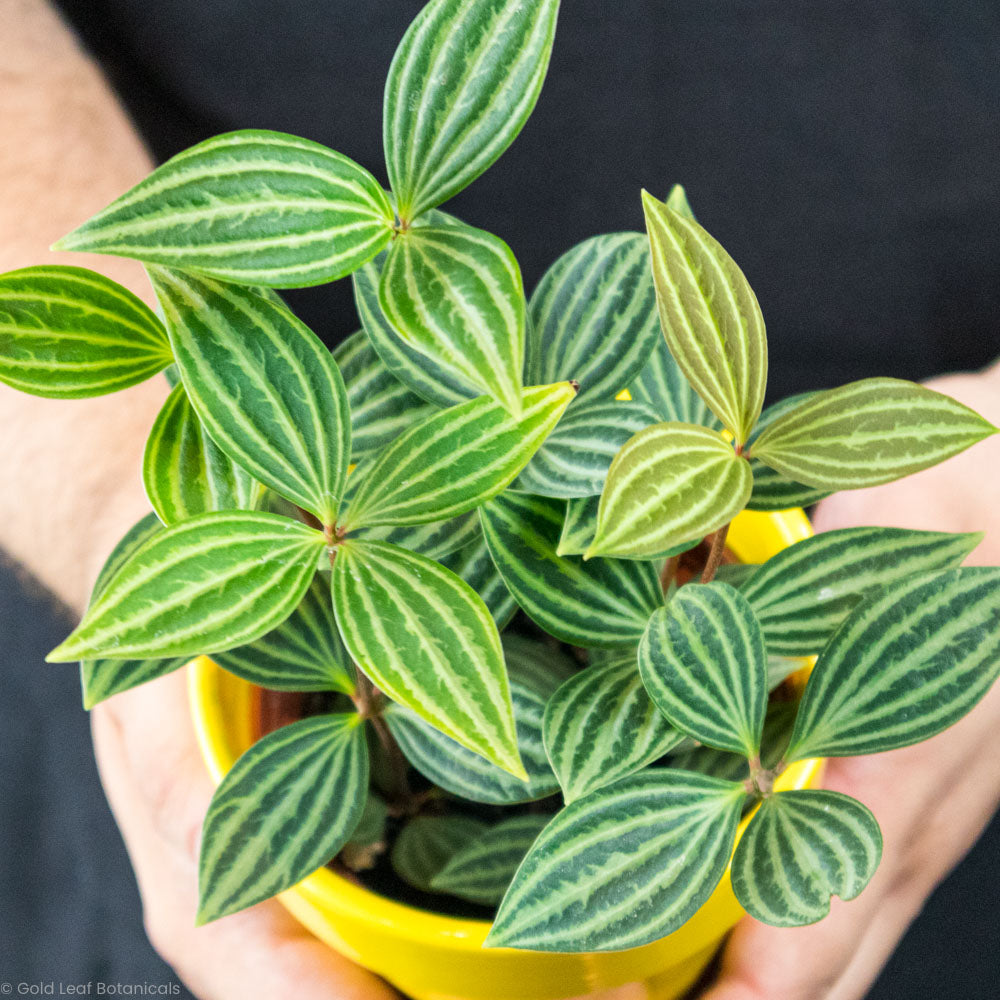 Peperomia Puteolata Care Water