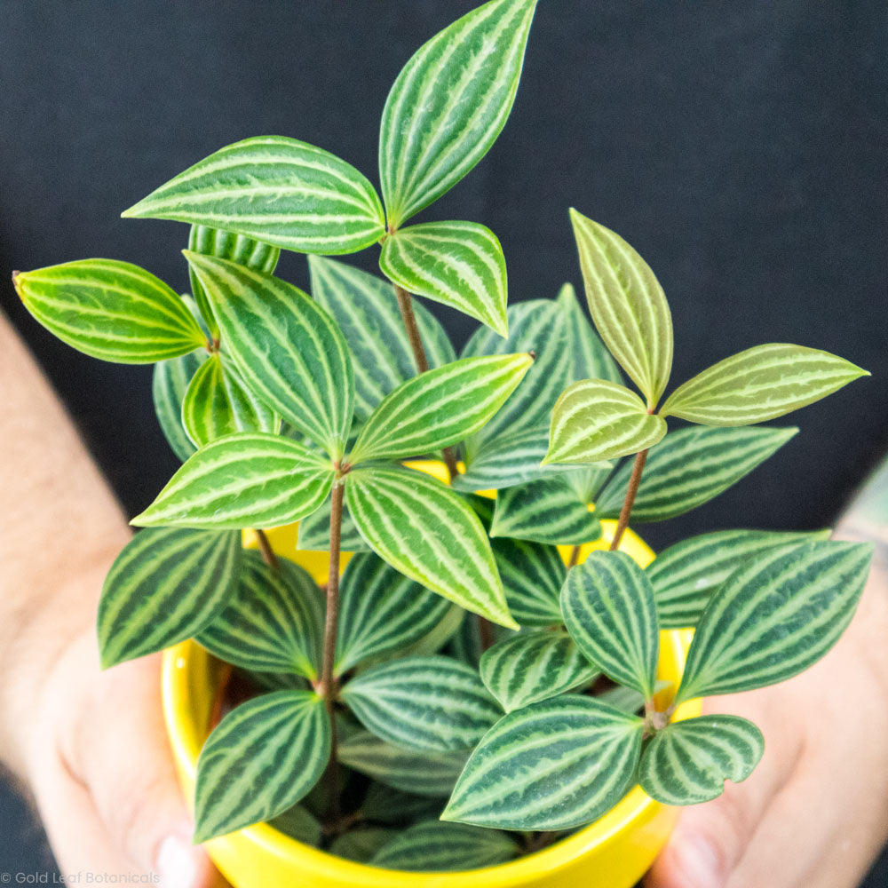 Parallel Peperomia Sun