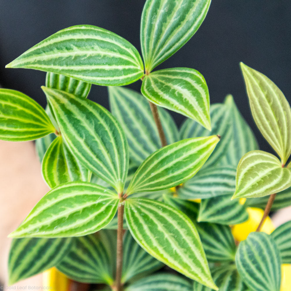 Parallel Peperomia Care