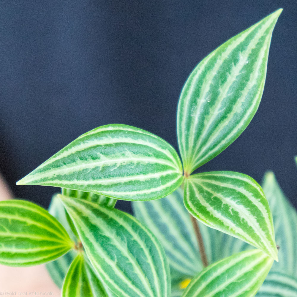 Parallel Peperomia Water