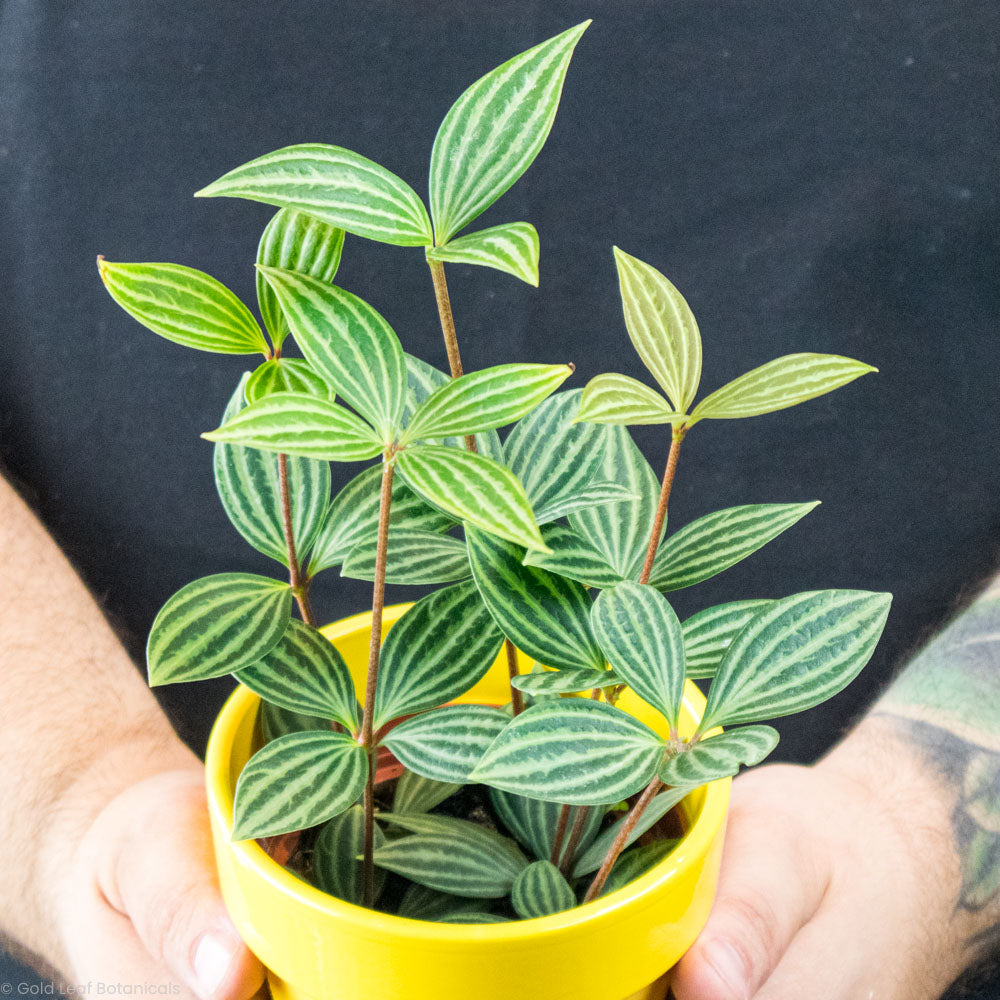 Peperomia Puteolata Care