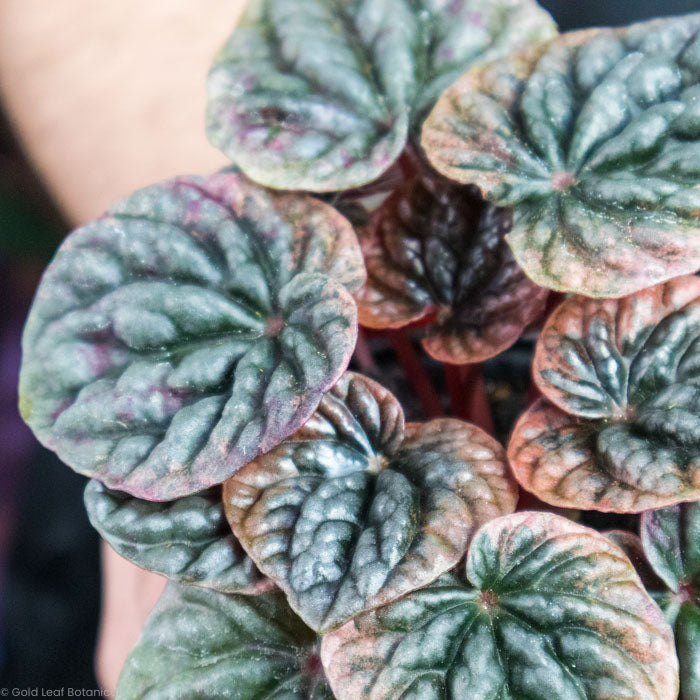 Peperomia Abricos