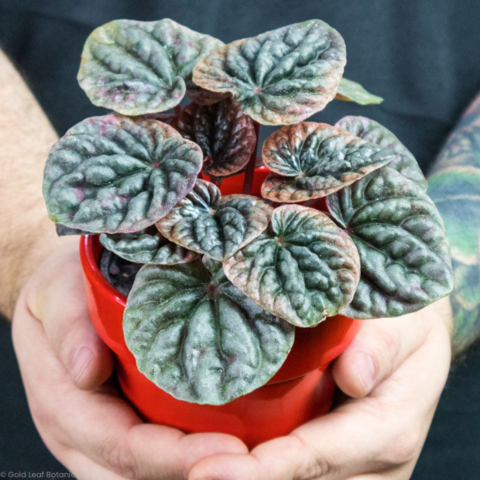 Peperomia Abricos