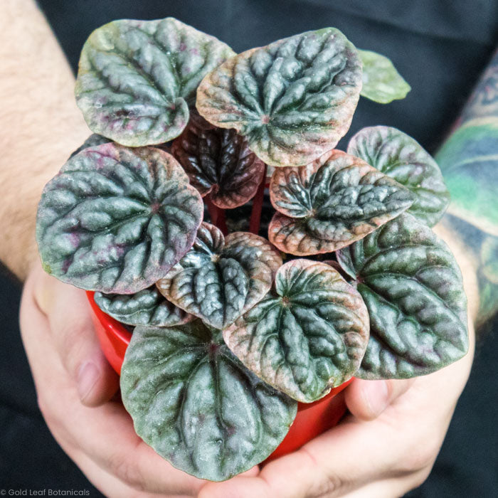 Peperomia Abricos